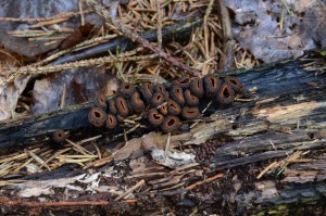 DSC_6504.jpg