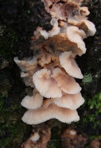 DSCF0467uz1.jpg