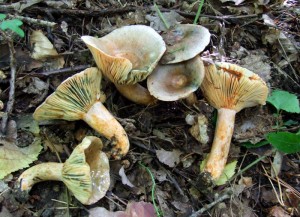 DSCF0835.JPG