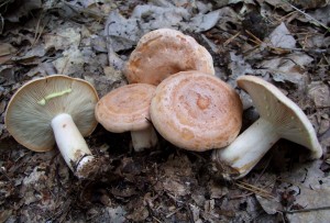 DSCF0880.JPG