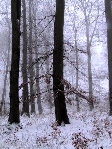 DSCF0970.jpg
