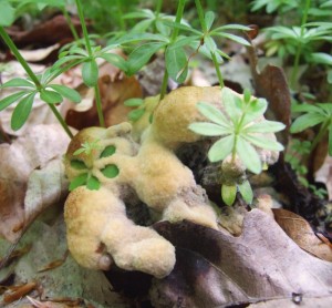 DSCF0979.JPG