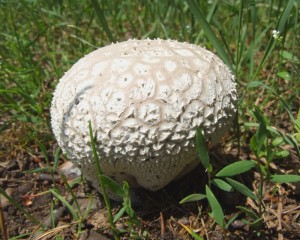 DSCF1150.JPG