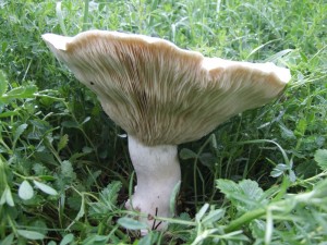 DSCF1166.JPG