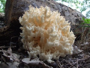DSCF1205.JPG