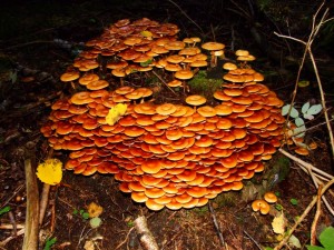 DSCF1438.jpg