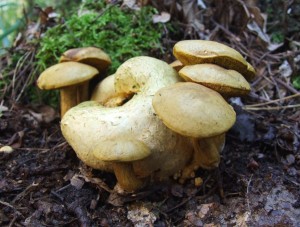 DSCF1540.JPG