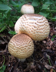 DSCF1731.JPG