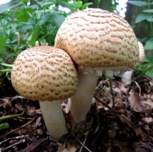DSCF1733.JPG