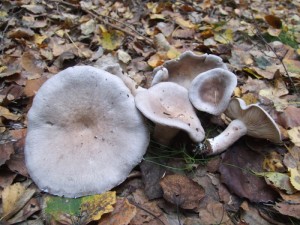 DSCF2080.JPG