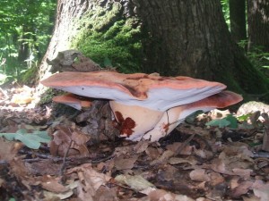DSCF2117HH.jpg