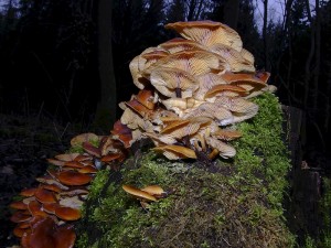 DSCF2763.jpg
