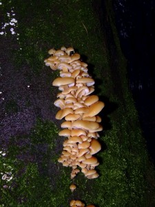 DSCF2790.jpg