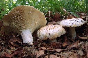 DSCF2833.JPG