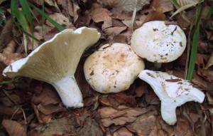 DSCF2839.JPG
