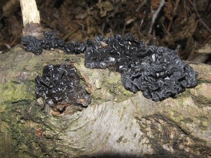 DSCF2906_1.jpg