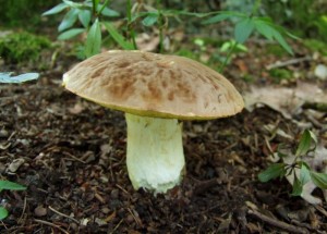 DSCF3235.JPG