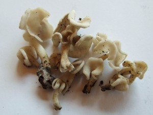 DSCF3617.JPG