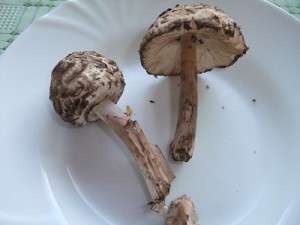 DSCF3972.JPG