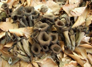 DSCF4261.JPG