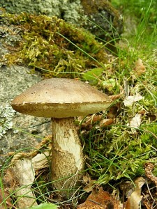 DSCF4585.jpg