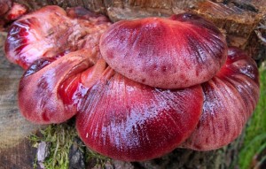 DSCF4597.JPG