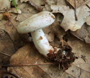 DSCF4798.JPG