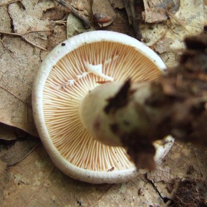 DSCF4833.JPG