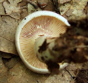 DSCF4859.JPG