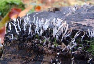 DSCF4892.JPG