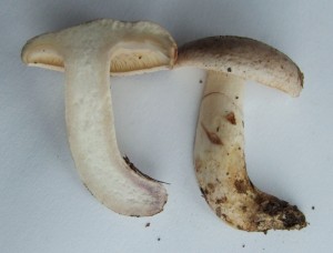 DSCF4972.JPG
