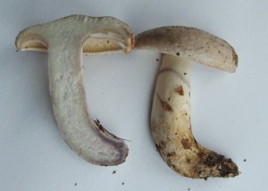 DSCF4976.JPG