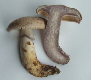 DSCF4994.JPG