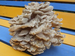 DSCF5086.JPG