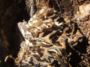 DSCF5103.JPG