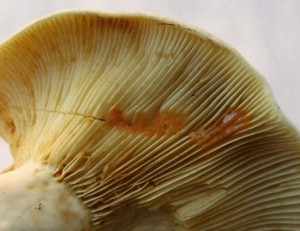 DSCF6173.JPG