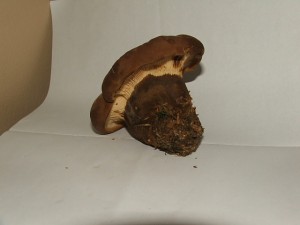 DSCF6327.JPG