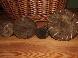 DSCF6668.jpg