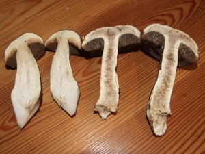 DSCF6672.jpg