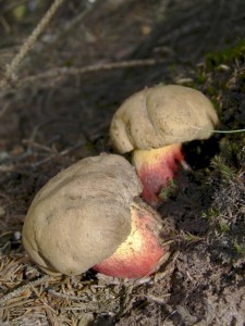 DSCF6914_1.jpg