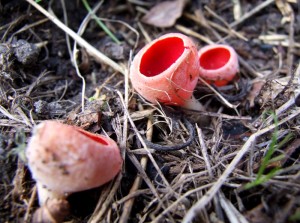 DSCF7508.JPG