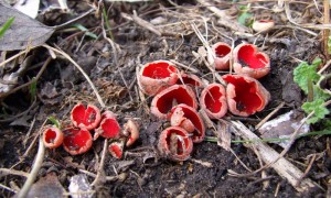 DSCF7517.JPG