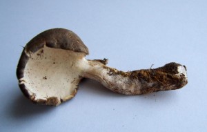 DSCF7625.JPG