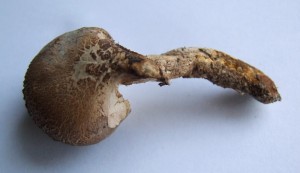 DSCF7628.JPG
