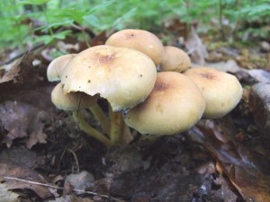 DSCF7893.JPG