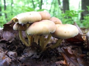 DSCF7894.JPG