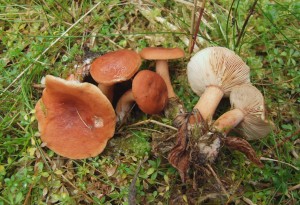 DSCF8237.JPG