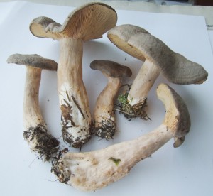 DSCF8283.JPG
