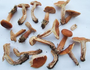 DSCF8293.JPG
