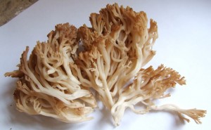 DSCF8411.JPG